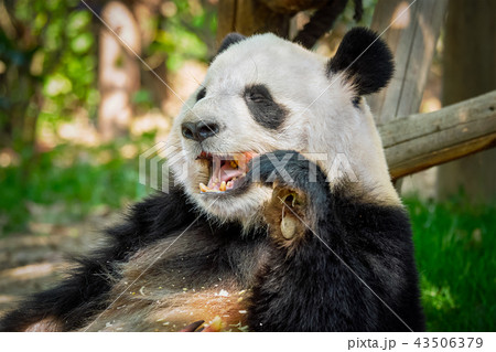 Giant panda bear in China 43506379