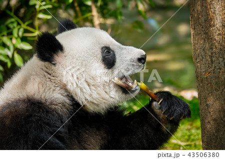 Giant panda bear in China 43506380