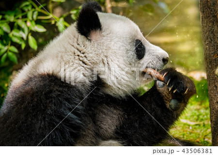 Giant panda bear in China Giant panda bear in China 43506381