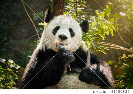 Giant panda bear in China 43506382