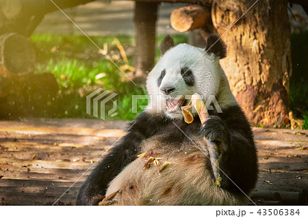 Giant panda bear in China 43506384