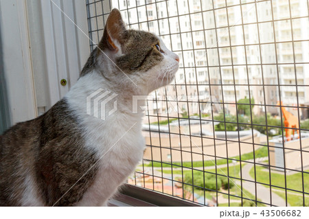 Home-cat sitting on the windowsill 43506682