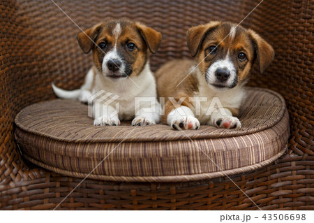 Two small puppies Two small puppies 43506698