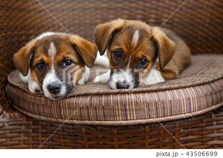 Two small puppies Two small puppies 43506699