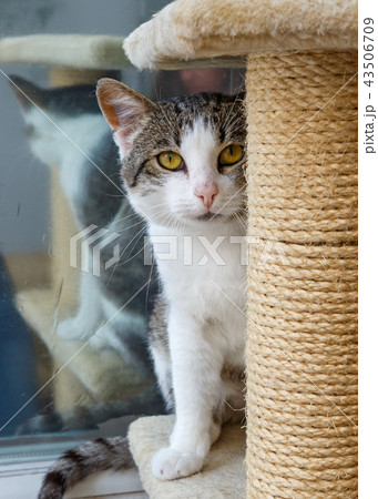 Cat lying on a scratching post 43506709