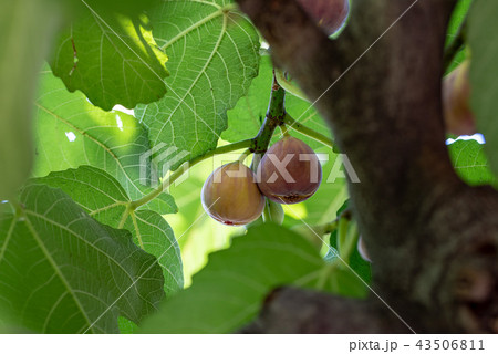 樹上のイチジクの実 43506811