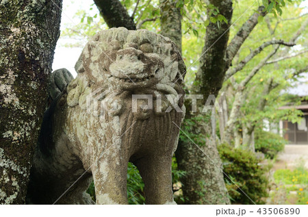 狛犬　こまいぬ　神社 43506890