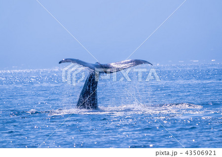 知床のマッコウクジラ 43506921