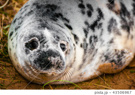 Portrait of baby seal lying on the beach Portrait of baby seal lying on the beach 43506967