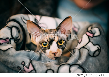 Hairess Sphynx Cat Kitten Snugly Wrapped In A Blanket 43507146