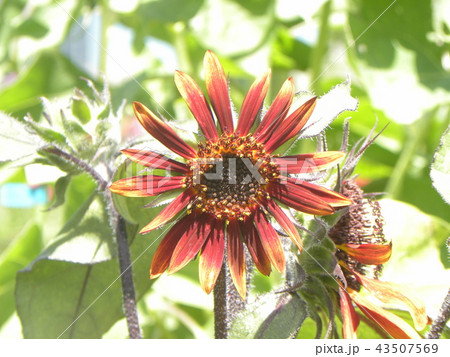 夏の花ヒマワリの赤い花の写真素材