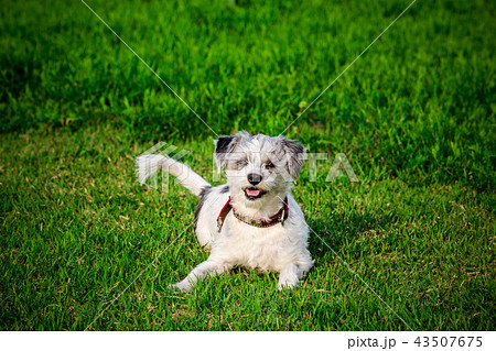 動物 芝生 犬の写真素材