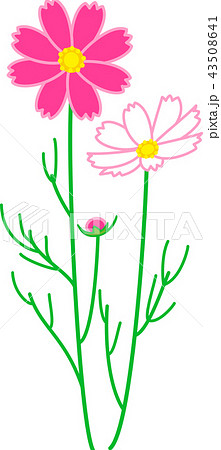 コスモス 秋桜 2輪 縁 濃いピンクのイラスト素材