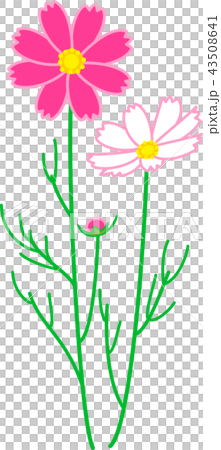 Cosmos autumn cherry blossoms two-wheel rim dark pink 43508641