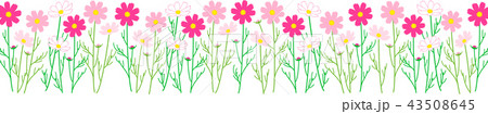 コスモス　秋桜　花畑　縁なし 43508645