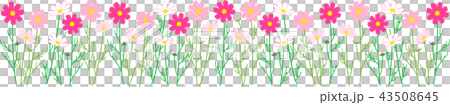 コスモス　秋桜　花畑　縁なし 43508645