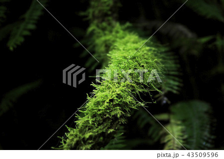Ferns on the logs in nature Ferns on the logs in nature 43509596