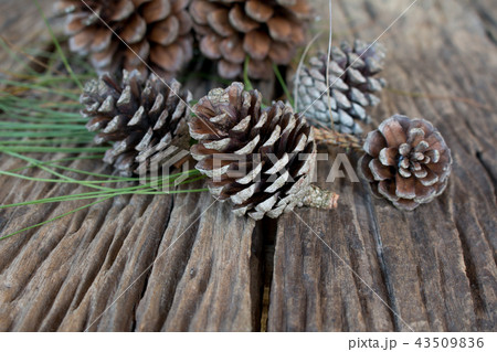 pine cone pine cone 43509836