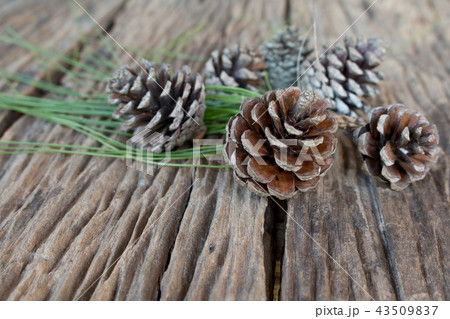 pine cone pine cone 43509837