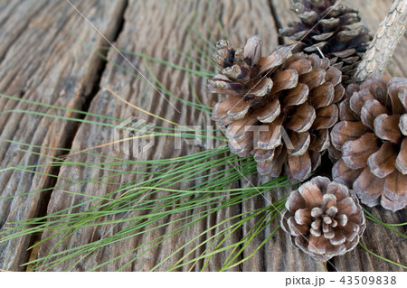 pine cone on wooden desk. pine cone on wooden desk. 43509838