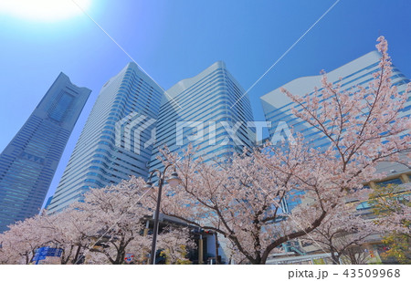 みなとみらいと満開の桜 43509968