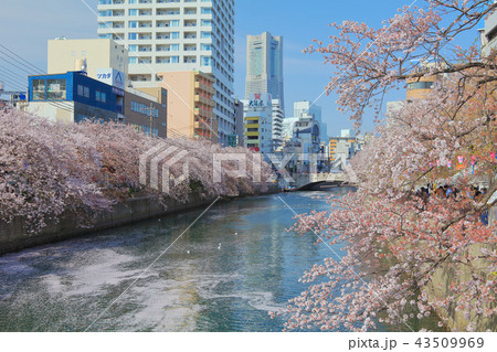 満開の大岡川桜まつり 43509969