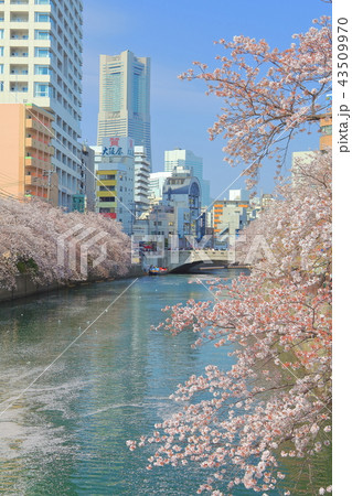 満開の大岡川桜まつり 43509970