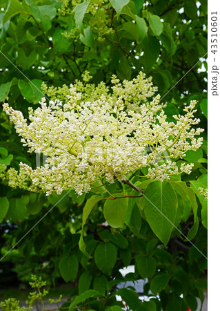 面白い名前トウネズミモチ 43510601