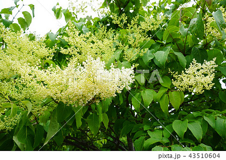 面白い名前トウネズミモチ 43510604