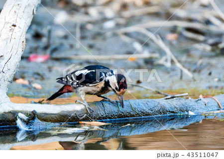 A Syrian woodpecker or Dendrocopos syriacus close A Syrian woodpecker or Dendrocopos syriacus close 43511047