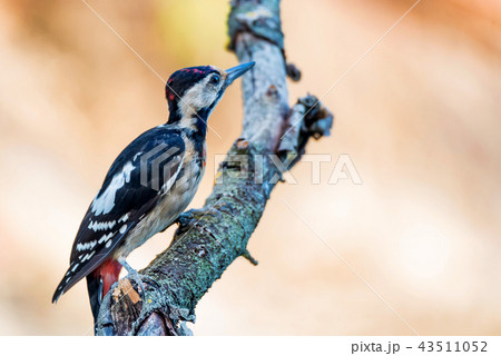 A Syrian woodpecker or Dendrocopos syriacus close 43511052