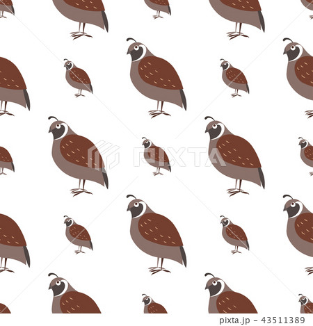 Cartoon Quail Seamless Pattern On White Vectorのイラスト素材