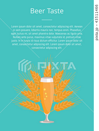 Pilsner Glass of Beer Isolated on White Background Pilsner Glass of Beer Isolated on White Background 43511466