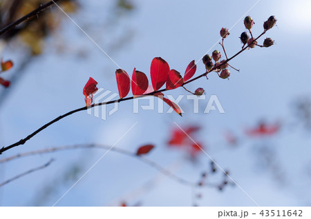 紅葉したサルスベリと青空 紅葉したサルスベリと青空 43511642