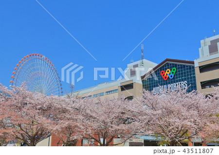 横浜ワールドポーターズと満開の桜の写真素材