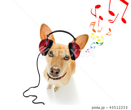 dog listening to music dog listening to music 43512253