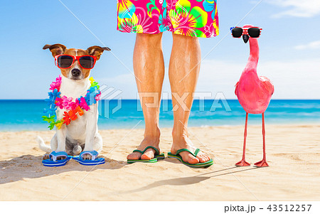 dog and owner on summer vacation dog and owner on summer vacation 43512257