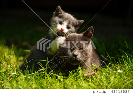 Cat with the baby kitten on grass Cat with the baby kitten on grass 43512687