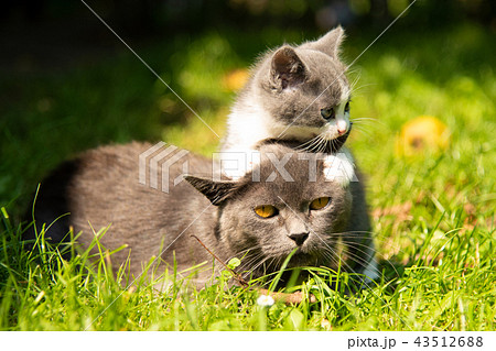 Cat with the baby kitten on grass Cat with the baby kitten on grass 43512688