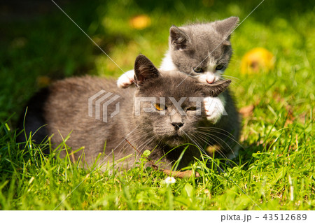 Cat hugs kitten and presses his face 43512689