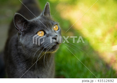Beautiful gray cat portrait with yellow eyes outdoor Beautiful gray cat portrait with yellow eyes outdoor 43512692