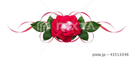 Pink rose flower and satin waved ribbons 43513346