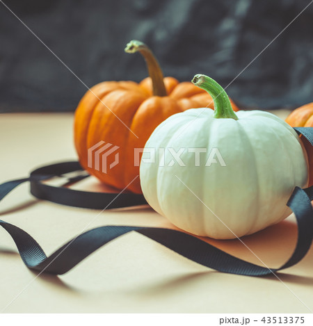 Autumn orange and white pumpkins with black ribbon 43513375