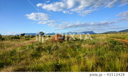 natural green landscape in kenya natural green landscape in kenya 43513426