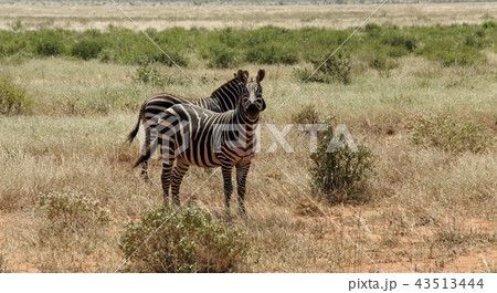 zebra in kenya 43513444