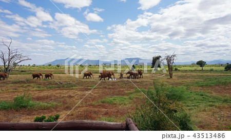 elephants of kenya elephants of kenya 43513486