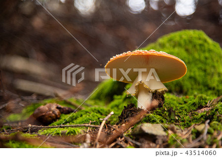Amanita Muscaria, poisonous mushroom in the natural forest 43514060
