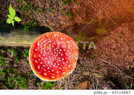 Amanita Muscaria, poisonous mushroom in the natural forest Amanita Muscaria, poisonous mushroom in the natural forest 43514065