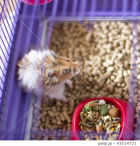 Fluffy hamster in a cage. Funny syrian angora pet 43514721
