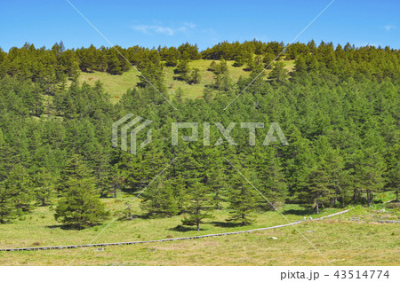 夏の終わりの池の平湿原 43514774